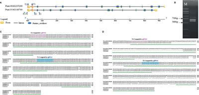 Efficient CRISPR/Cas9-Mediated Gene Editing in an Interspecific Hybrid Poplar With a Highly Heterozygous Genome
